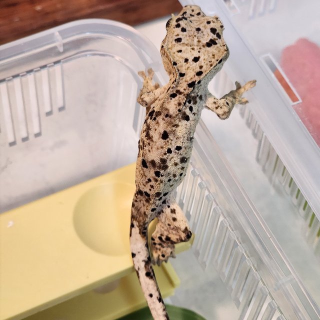 Super Dalmatian Yellow