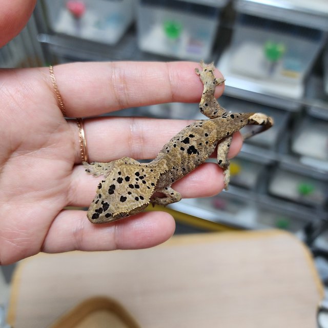 Super Dalmatian Dark