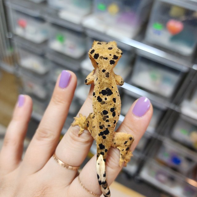 Super Dalmatian Red Strawberry