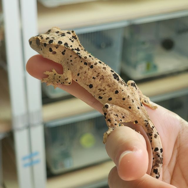 슈퍼달마시안