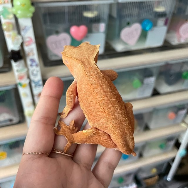 Buckskin Patternless Phantom Red