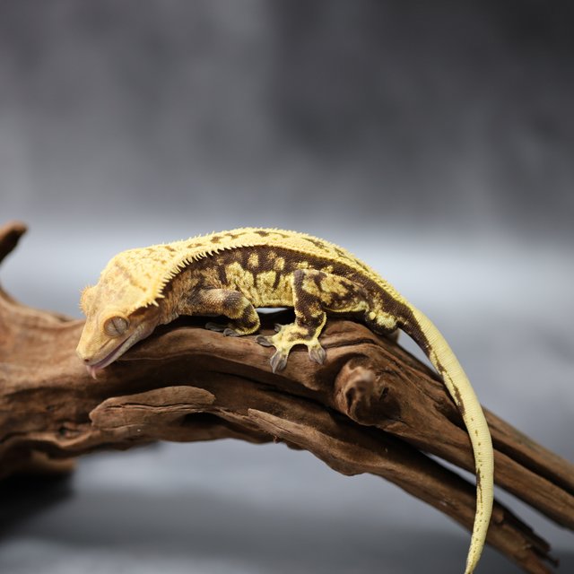 풀핀 핀스트라이프