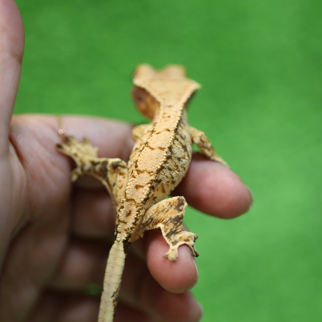 트라이 익스트림할리퀸