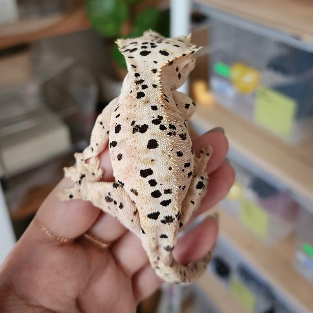 Super Dalmatian Strawberry Yellow