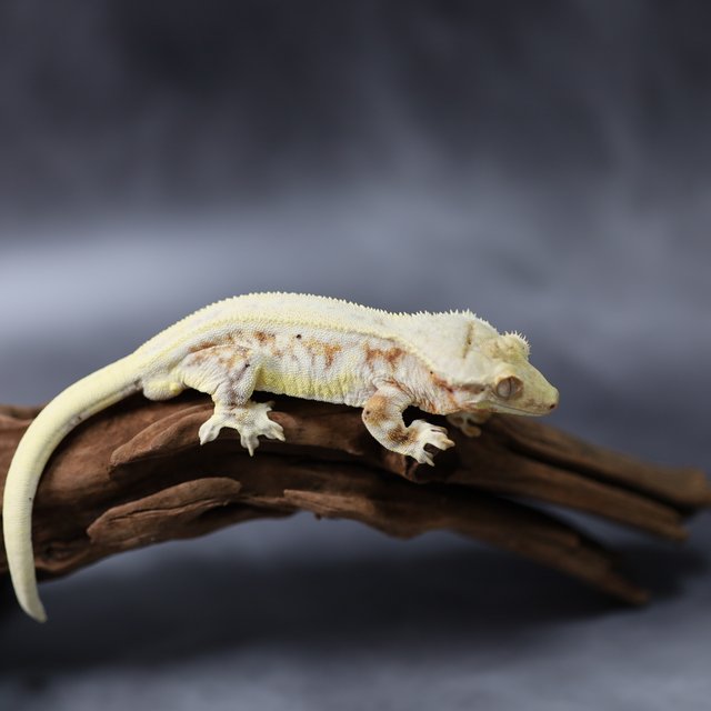 릴리화이트 트라이 레드