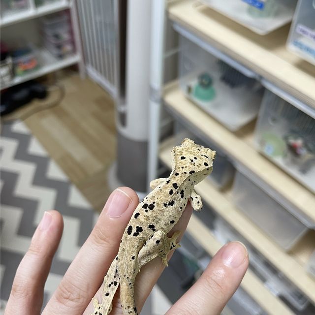 슈퍼달마시안