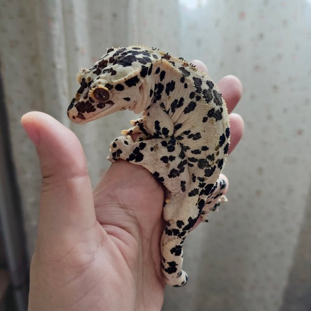 Super Dalmatian