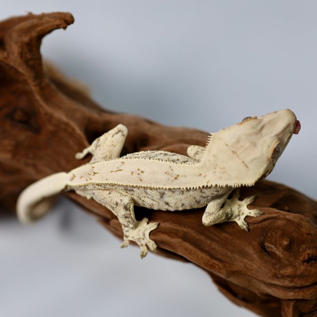 화이트스팟 쿼드 풀핀 트라이 드리피