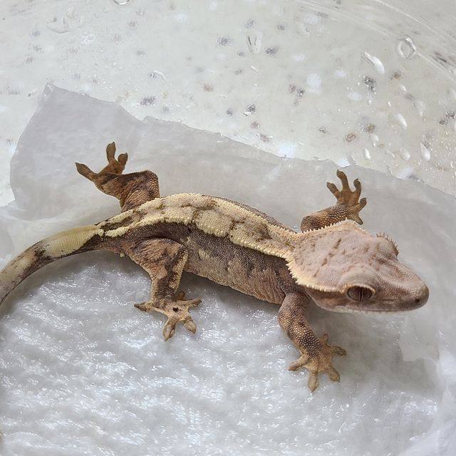 세이블