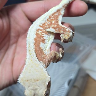 릴리화이트 벅스킨 레드