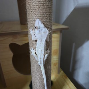 크림시클 화이트