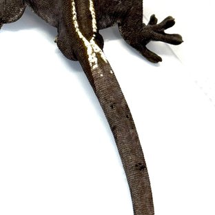 아잔틱 다크 챠콜