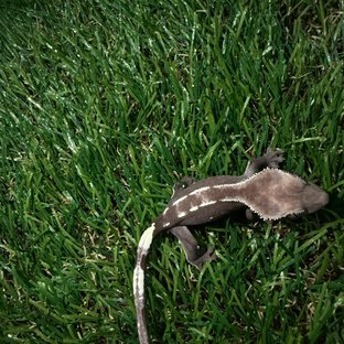 아잔틱 화이트스팟 화이트포트홀 다크 화이트핀