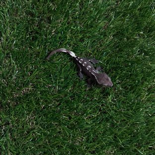 아잔틱 화이트포트홀 화이트핀 화이트스팟 다크