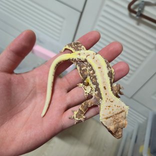 릴리화이트 옐로우 화이트