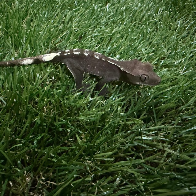 아잔틱 화이트포트홀 화이트핀 화이트스팟 다크