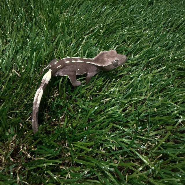 아잔틱 화이트스팟 화이트포트홀 다크 화이트핀