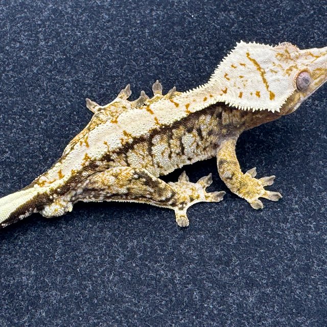 트라이 익스트림할리퀸