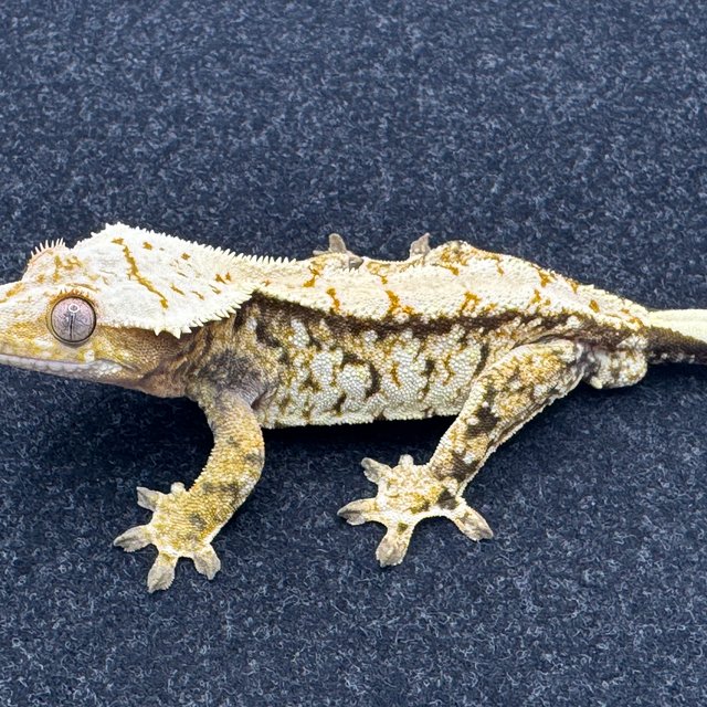 트라이 익스트림할리퀸