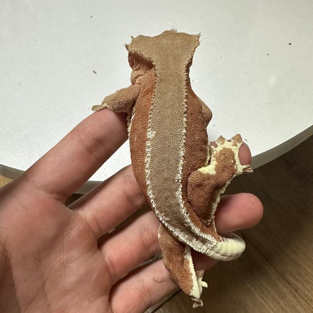 레드 팬텀 릴리화이트