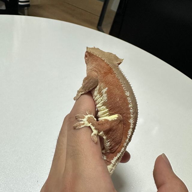 레드 팬텀 릴리화이트