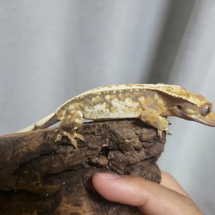 노멀 트라이 화이트스팟