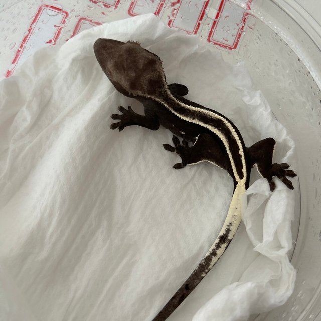 슈퍼스트라이프 100%헷아잔틱 카푸치노