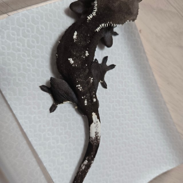 아잔틱 화이트포트홀