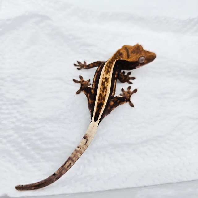 슈퍼스트라이프 100%헷아잔틱 카푸치노