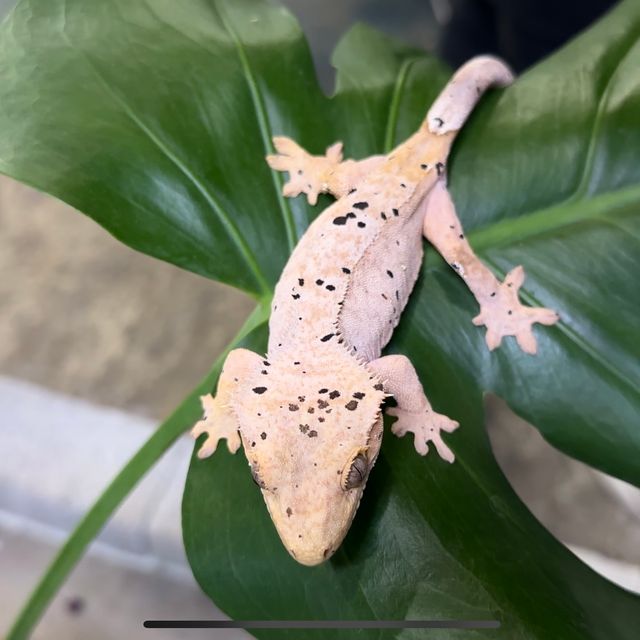 달마시안
