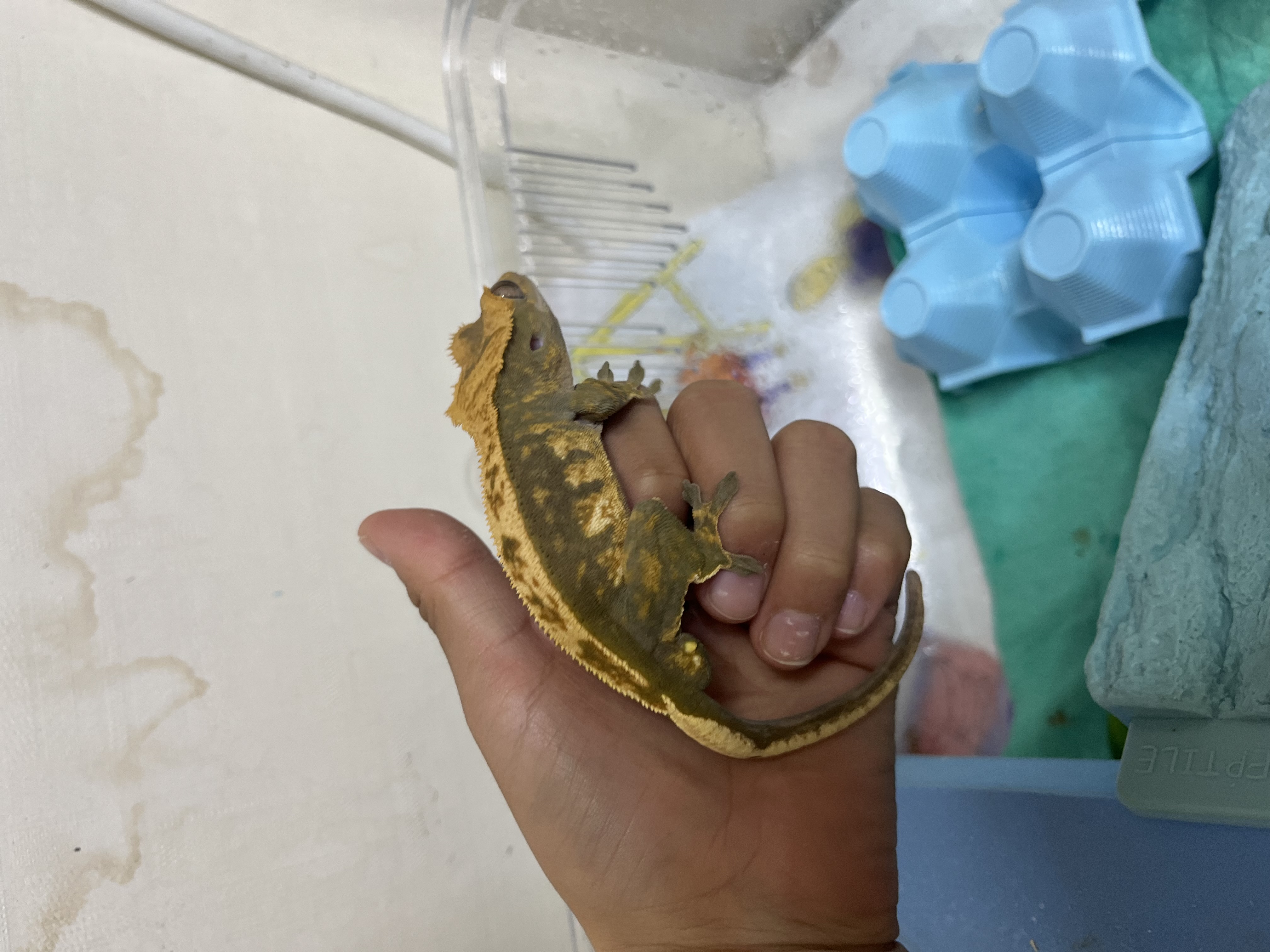 픽시크레