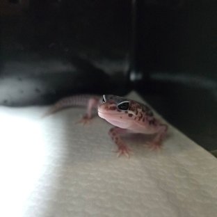 슈퍼스노우 블랙나이트