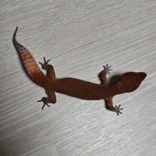 용암