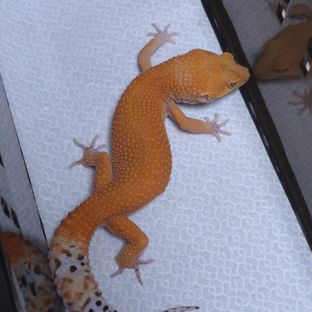 블러드 만다린