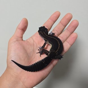 검탑 스블나 헷이클