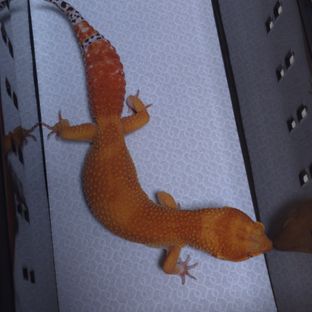 블러드 만다린