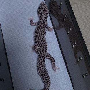 슈퍼스노우 블랙나이트