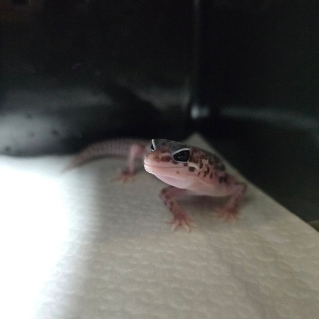 슈퍼스노우 블랙나이트