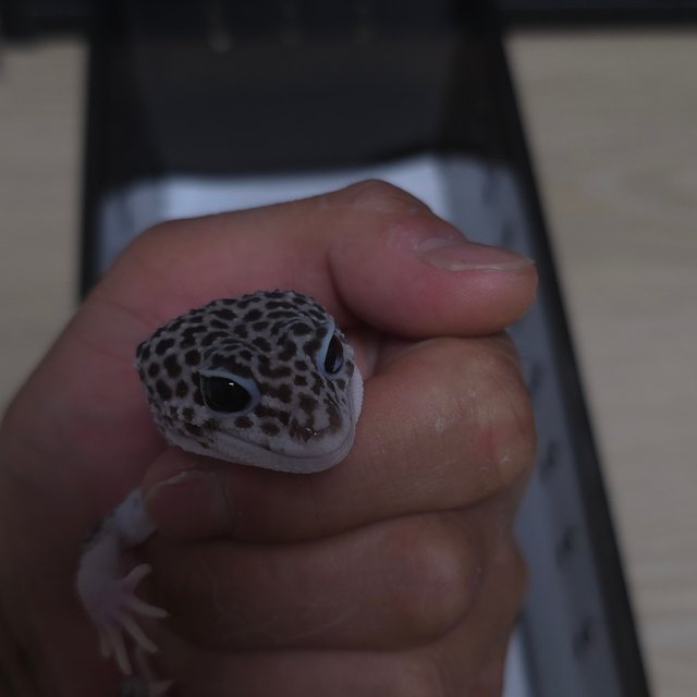 슈퍼스노우 블랙나이트