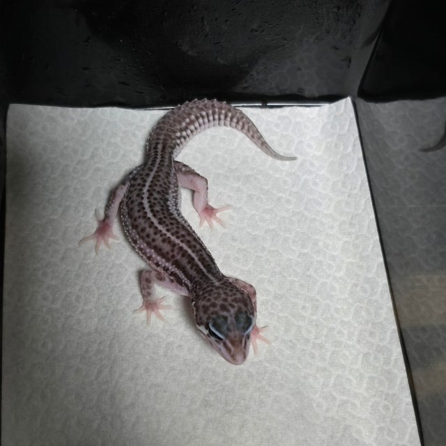 슈퍼스노우 블랙나이트