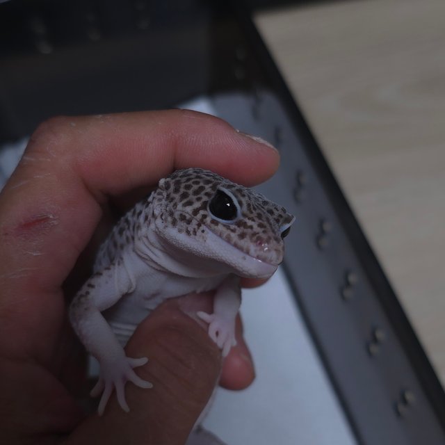 슈퍼스노우 블랙나이트