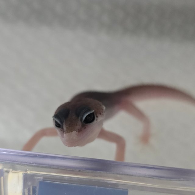 블랙나이트 갤럭시