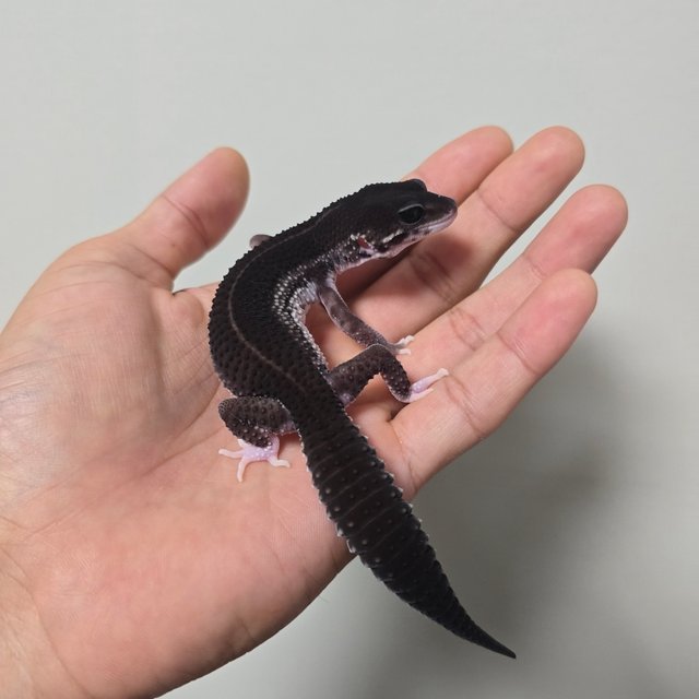 슈퍼스노우 블랙나이트