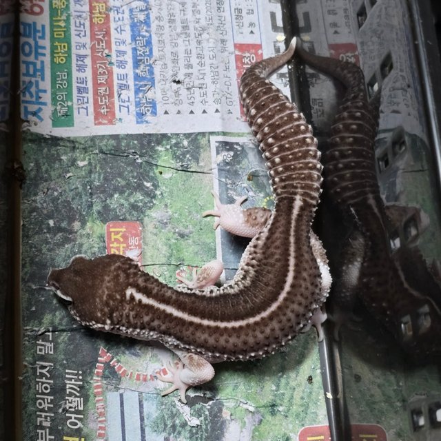 블랙나이트 갤럭시