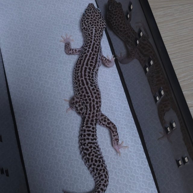 슈퍼스노우 블랙나이트