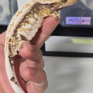 노멀 트라이 익스트림할리퀸 화이트핀 화이트크라운