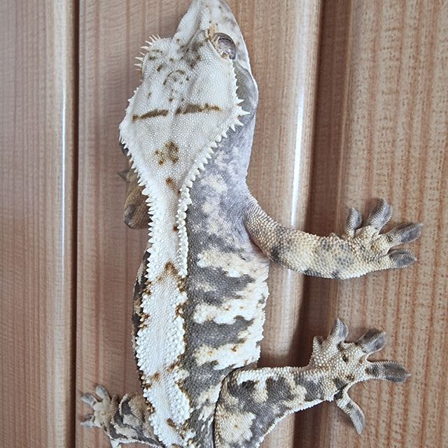 트라이