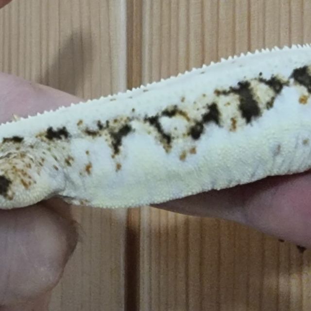 릴리화이트