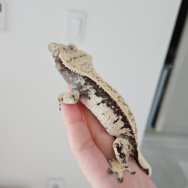 노멀 화이트스팟