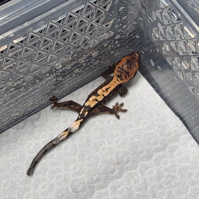 세이블 100%헷아잔틱